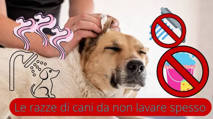 Perros que se lavan con poca frecuencia