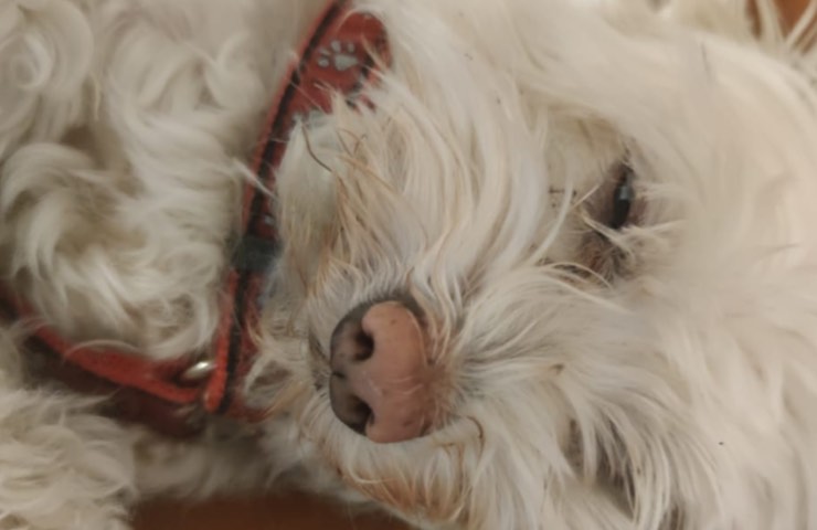 perro alegre ven a casa