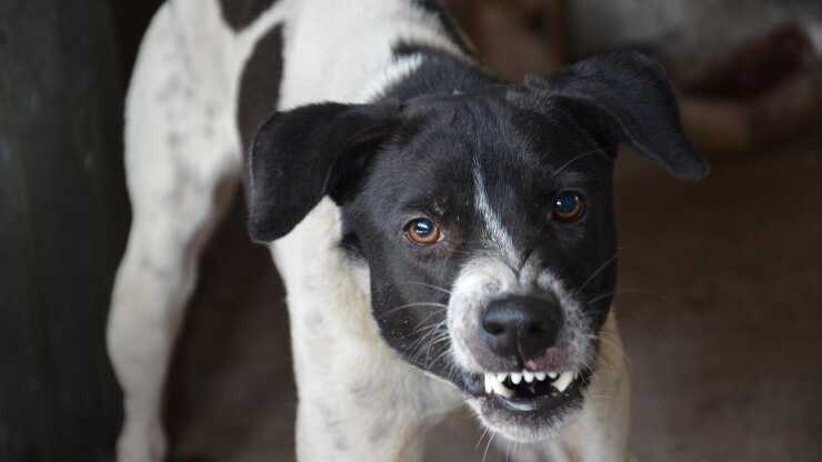 Umbral de reacción en el perro.