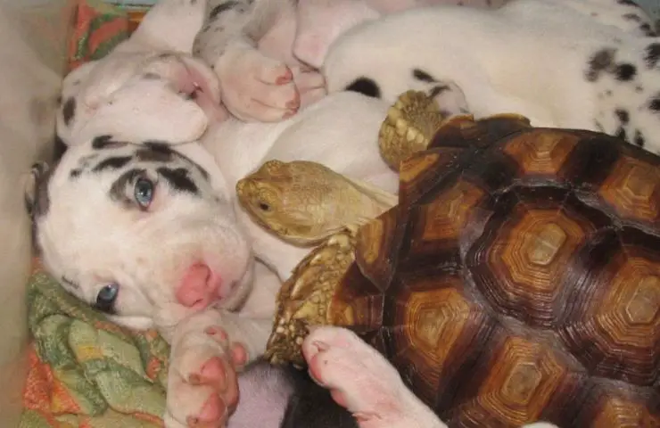 huérfanos cachorros de tortuga hermanitos