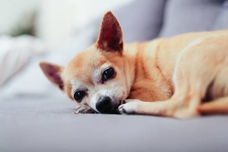 Uréter ectópico en el perro. Uréter ectópico en el perro.