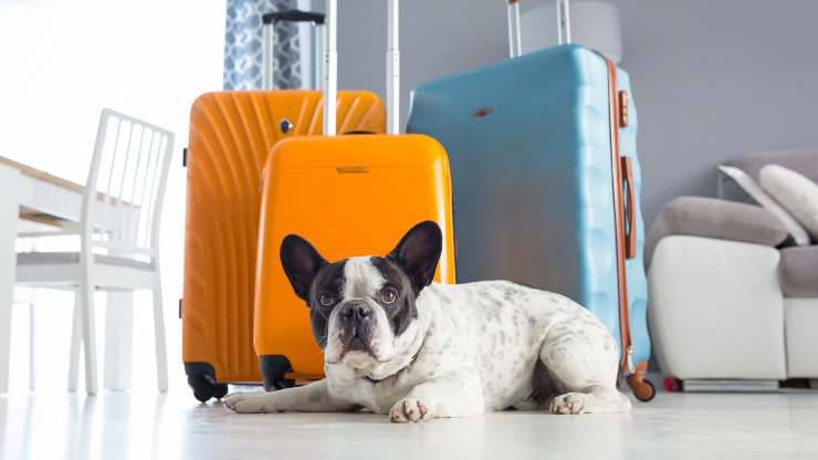 errores a evitar en vacaciones con un perro