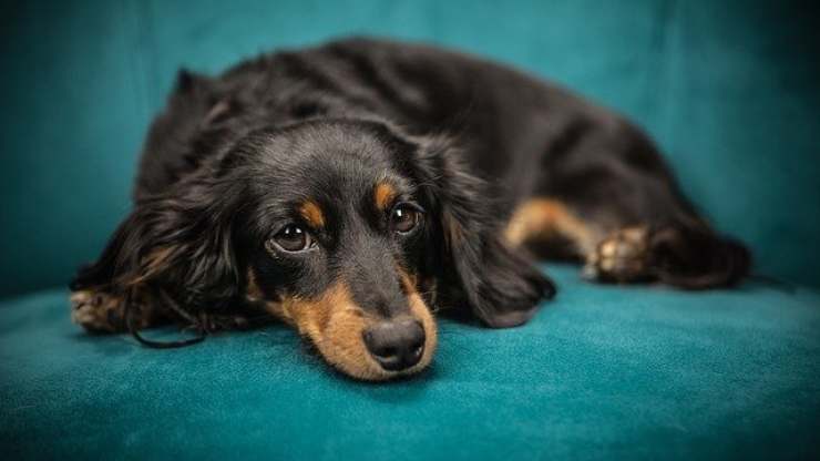 viagra ayuda al perro con trastorno alimentario