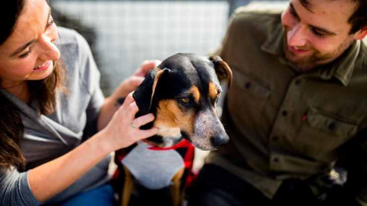 a los perros les importa lo que pensamos