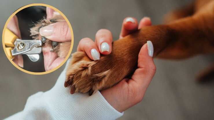 Cortar las uñas de los perros