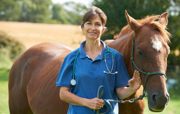 caballo y veterinaria