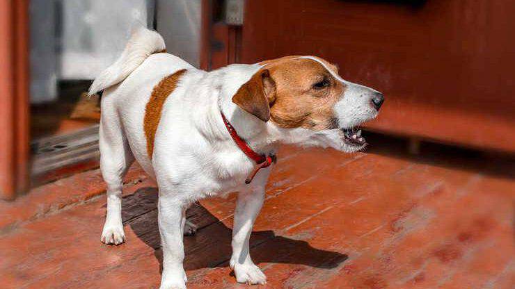 ¿Por qué el perro ladra por la noche?