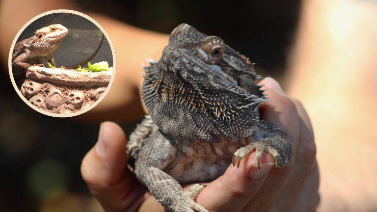 Dragon barbudo