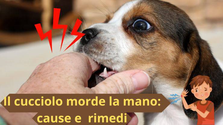Cachorro muerde