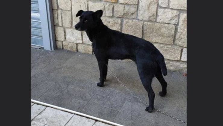 Cachorro atado a una cadena y abandonado (Pantalla de Facebook)