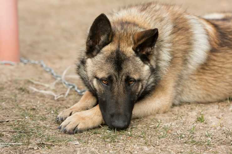 Perro triste en la cadena ¿Es legal en Trentino tener un perro encadenado?