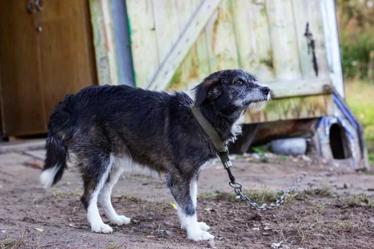 Perro negro de tamaño mediano atado a una cadena ¿Es legal llevar un perro encadenado en el Valle de Aosta?