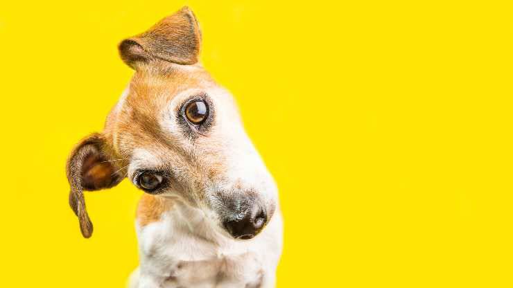 los perros entienden otros idiomas