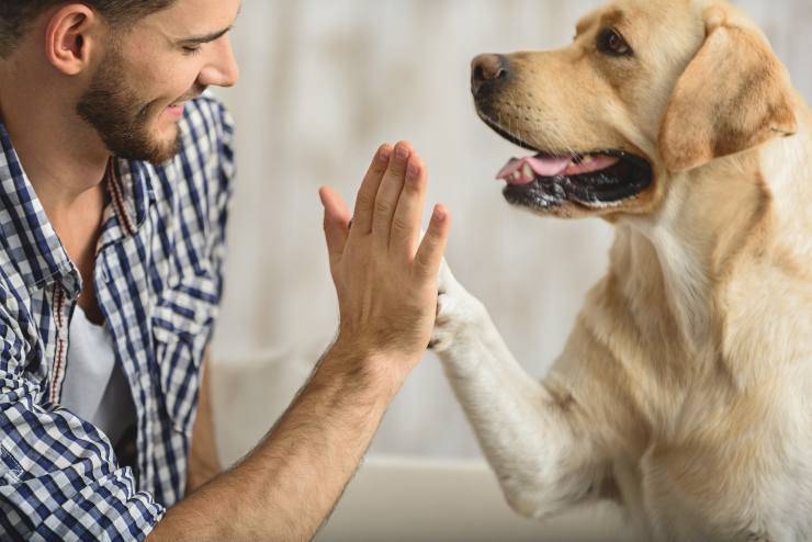 amo y perro