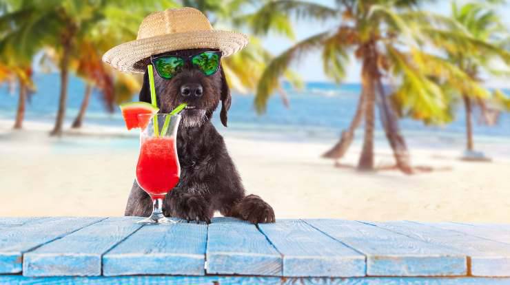 el perro puede comer granizado