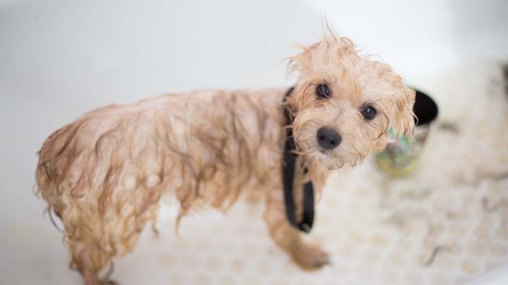 baño para perros