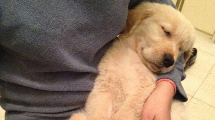 perro duerme en las piernas