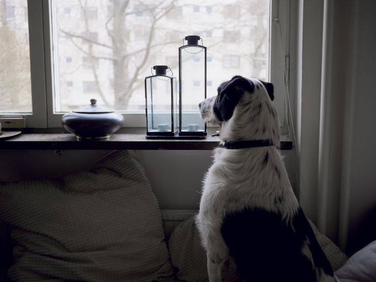 ¿Por qué el perro se aleja? ¿Por qué el perro se aleja?