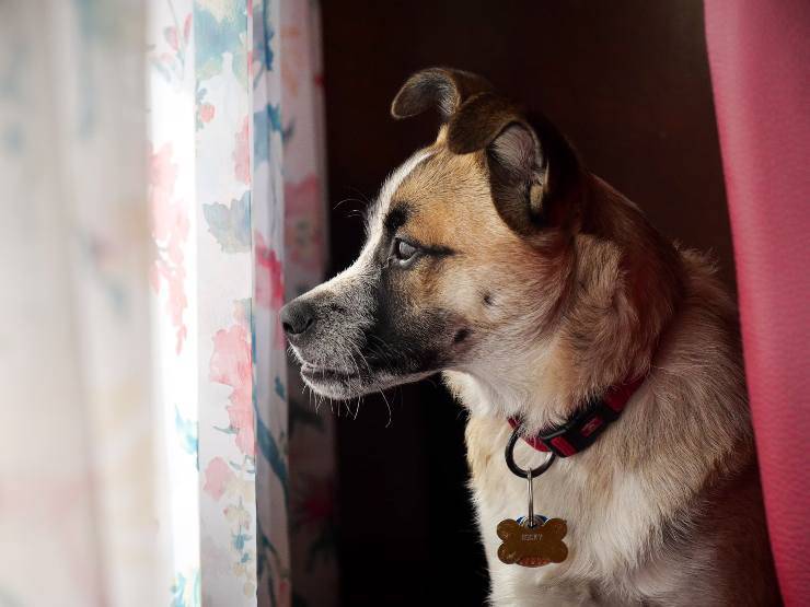 ¿Por qué el perro se esconde detrás de la cortina? ¿Por qué el perro se esconde detrás de la cortina?