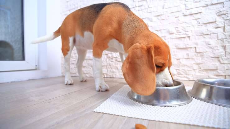 por que el perro come lento