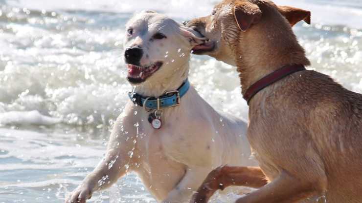 perro muerde la oreja de otro perro