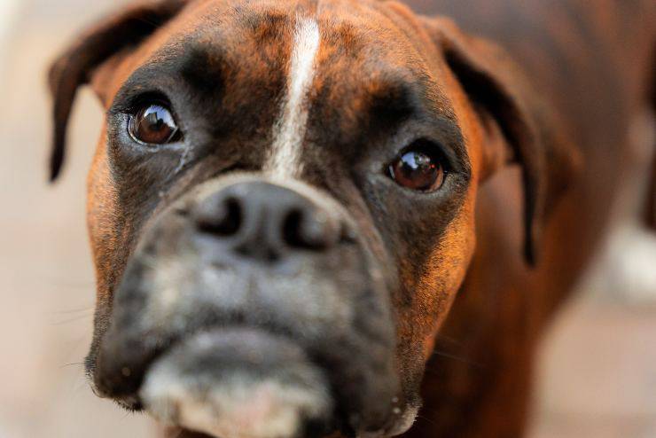 El perro puede comer arroz rojo. El perro puede comer arroz rojo.