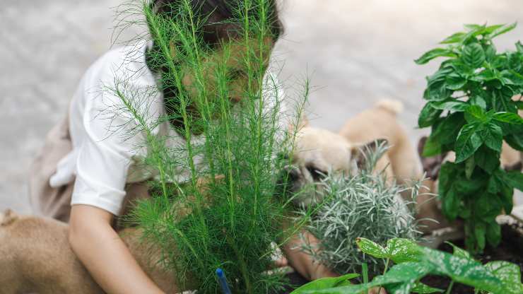 el perro puede comer eneldo