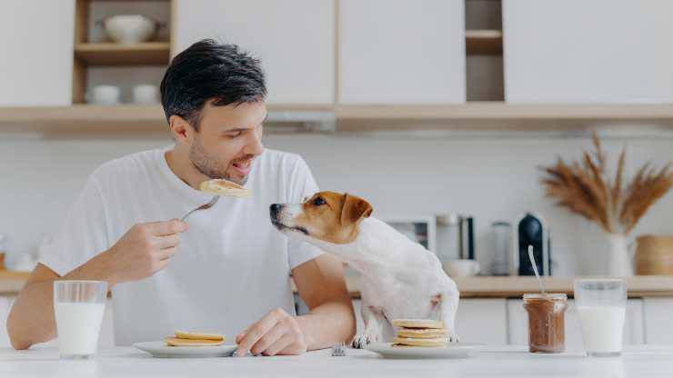 el perro puede comer panqueques