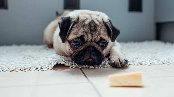 el perro puede comer queso parmesano