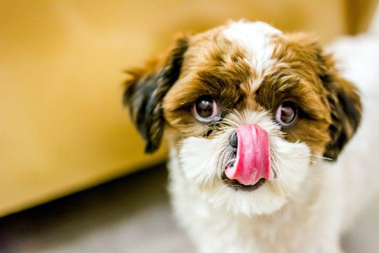 El perro puede comer requesón. El perro puede comer requesón.