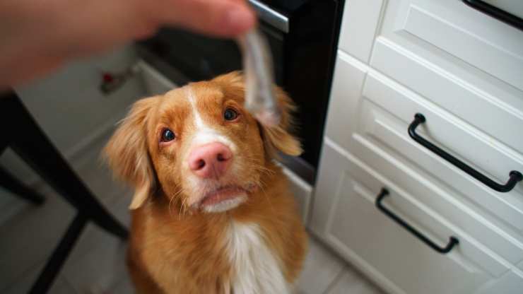 el perro puede comer sardinas