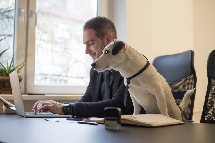 Perro en la oficina con su compañero humano ¿Puedes llevar al perro a la oficina?