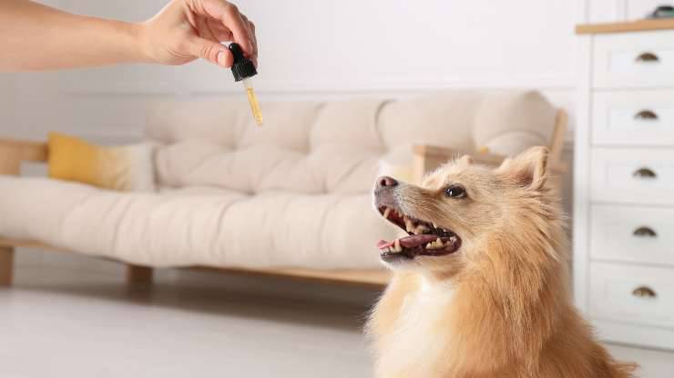que aceite darle al perro