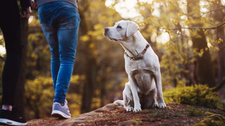que hacer si el perro lame a la procesionaria